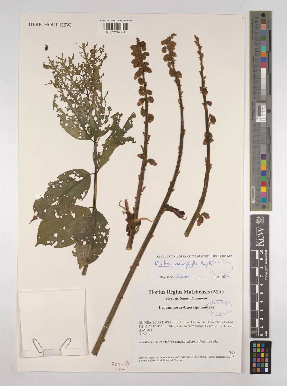 Millettia macrophylla — houseplant care guide