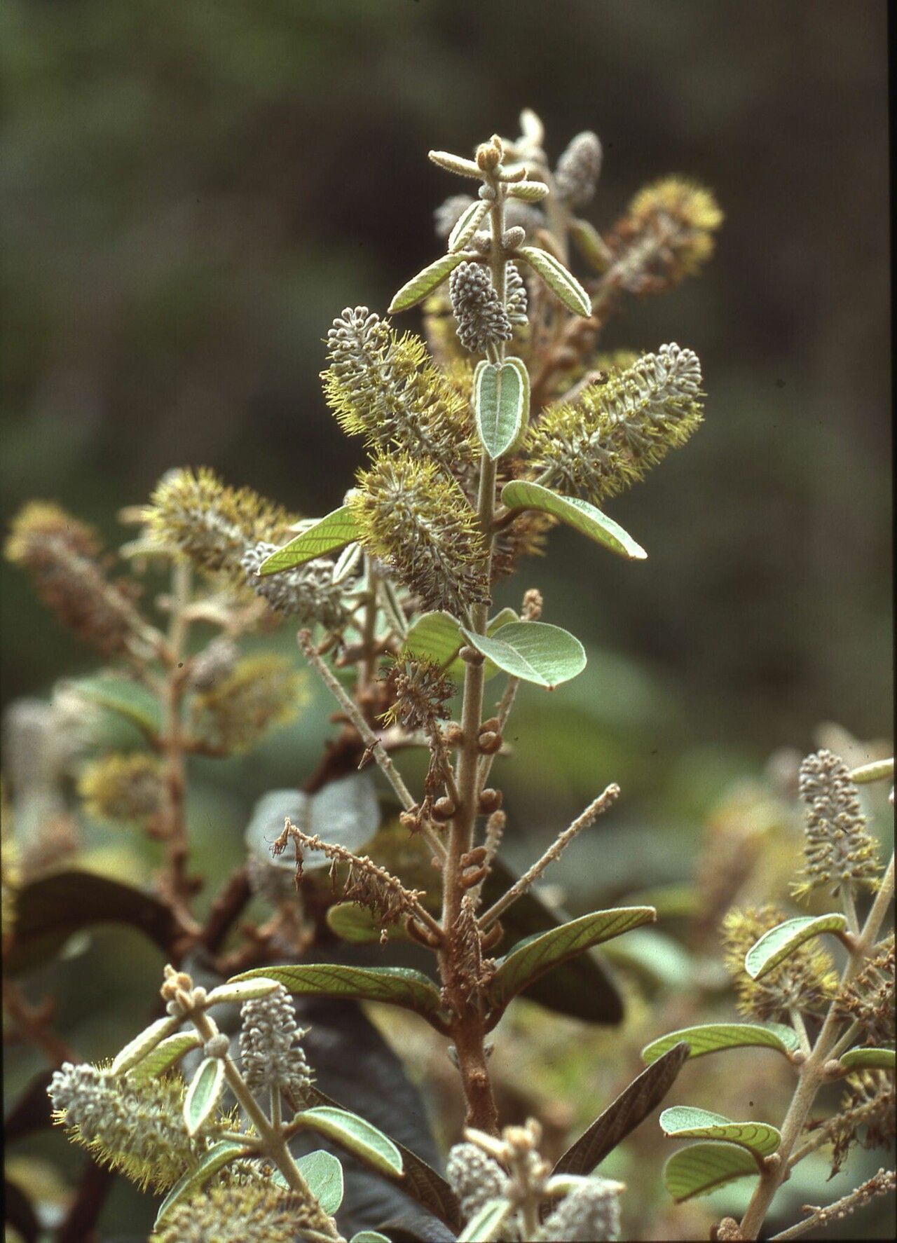 Combretum robustum — search result for 'Combretum'