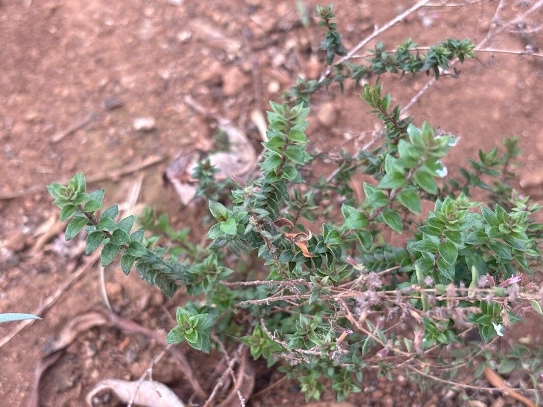 Micromeria teneriffae — houseplant care guide