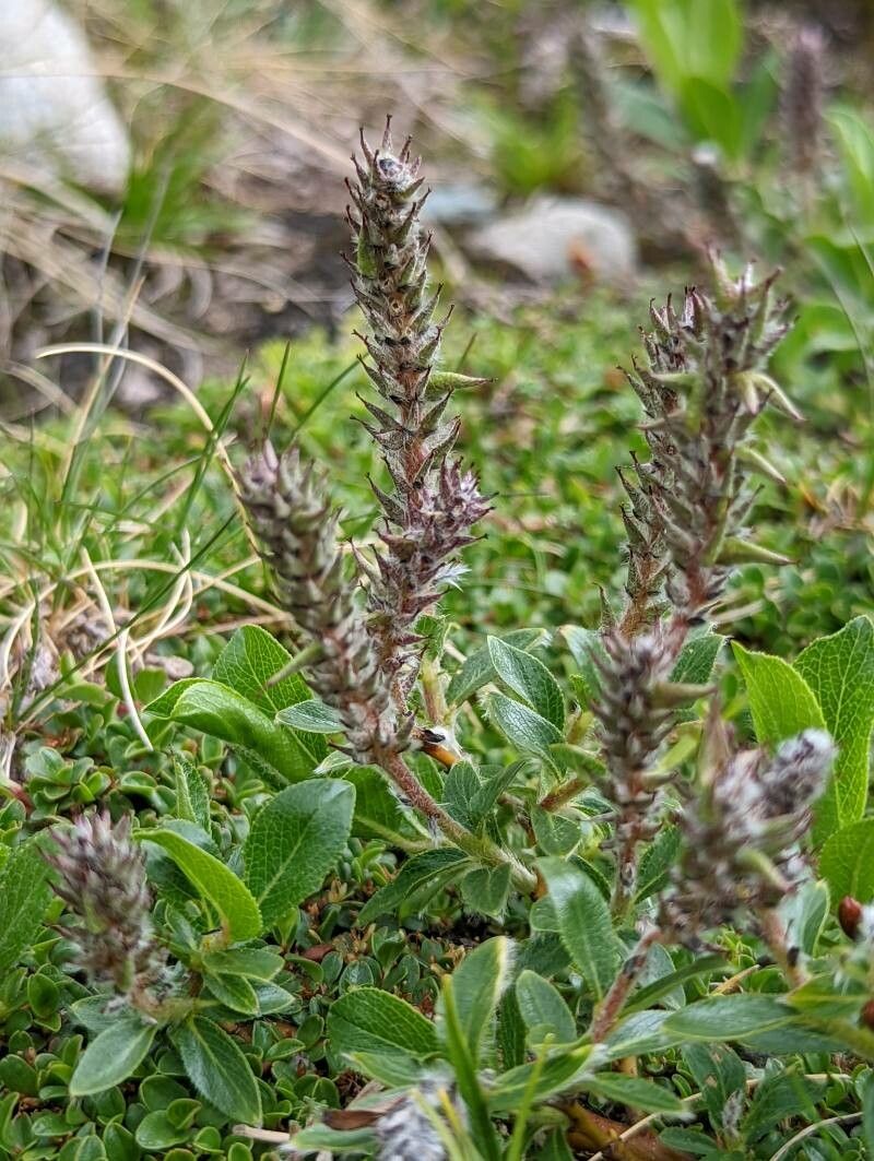 Salix breviserrata fruit