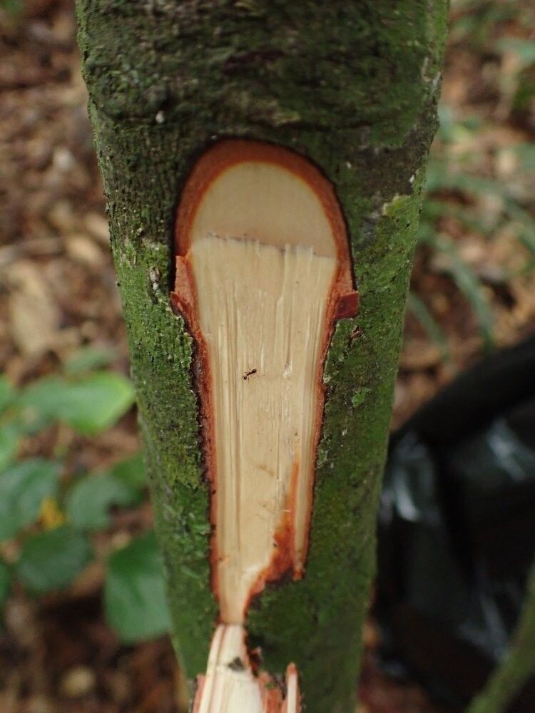 Diospyros subargentea — houseplant care guide