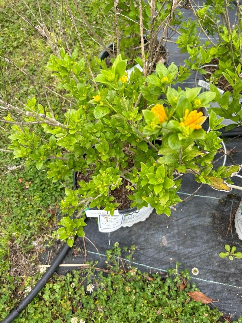 Cestrum corymbosum leaf