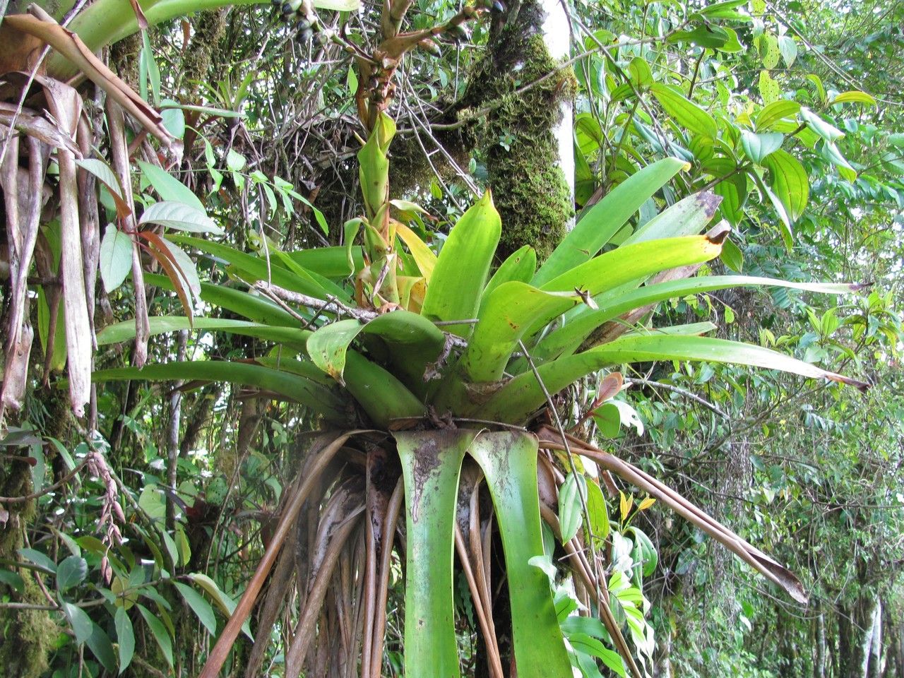 Werauhia werckleana bark