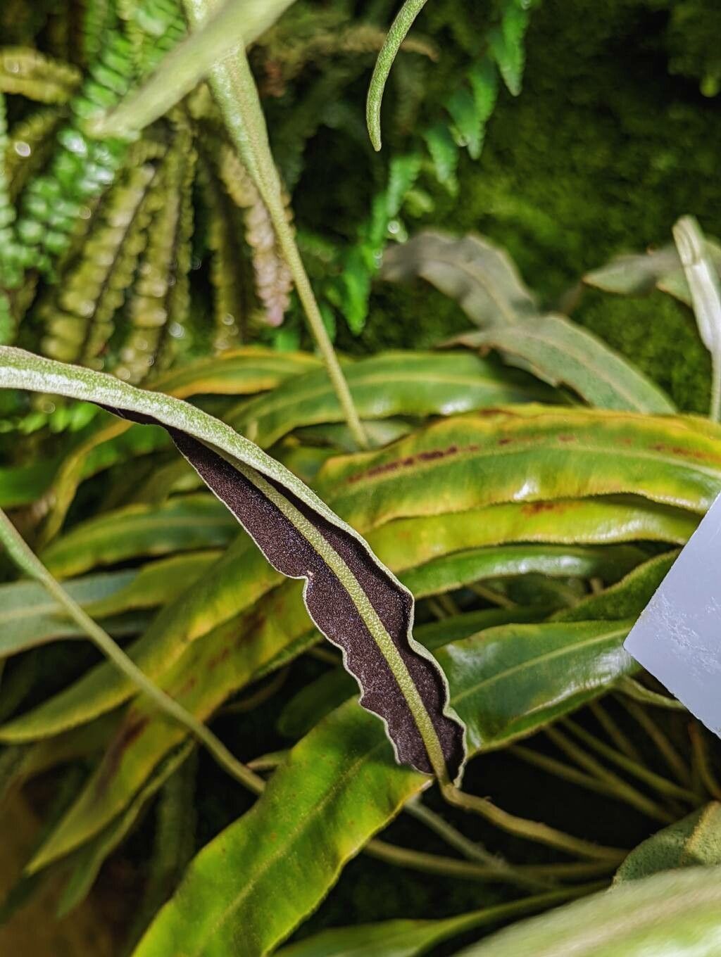 Elaphoglossum plumosum fruit