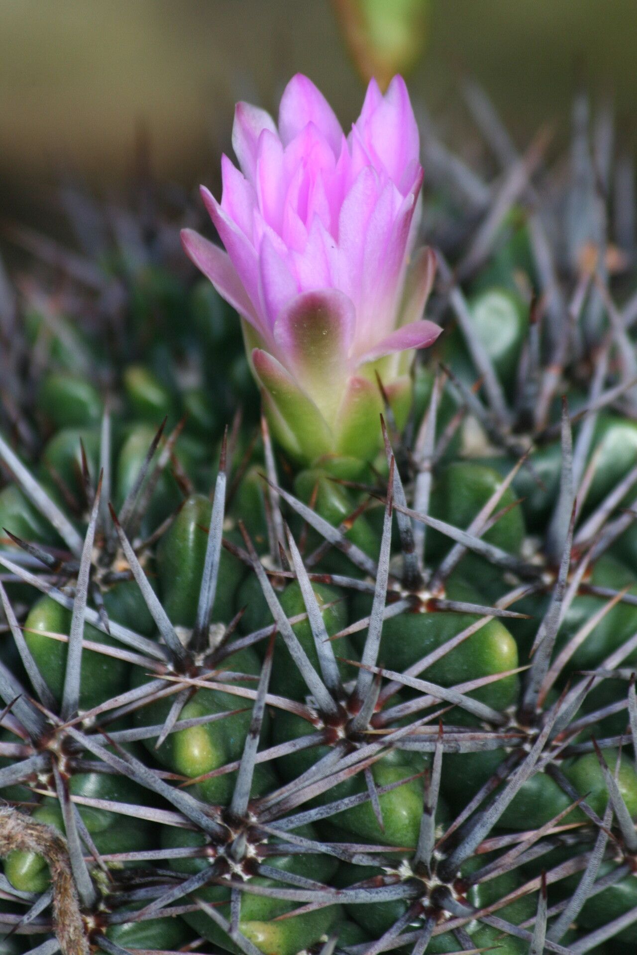 Gymnocalycium monvillei flower