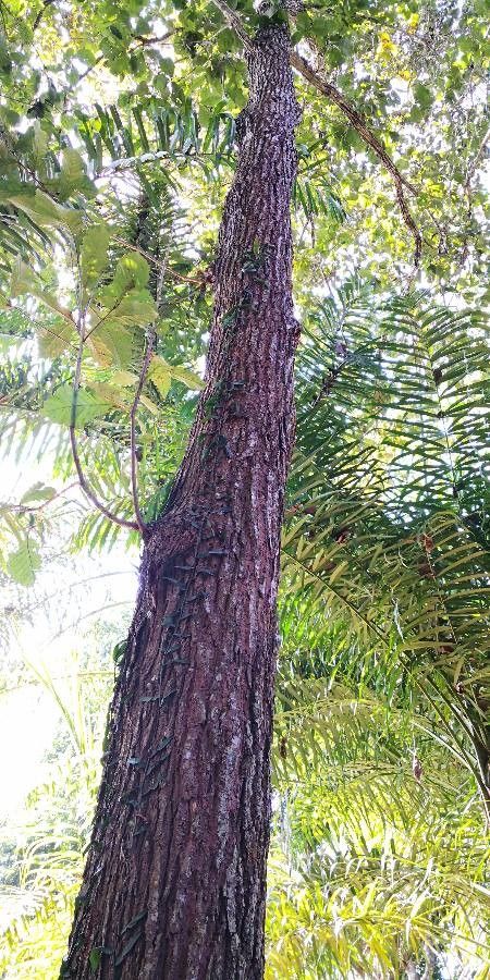 Quercus pachyloma bark