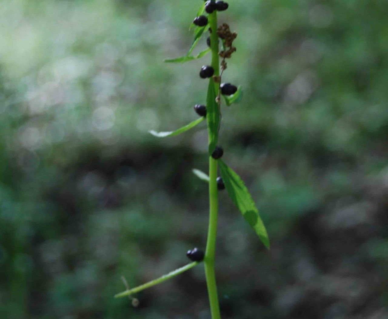 Cardamine bulbifera fruit