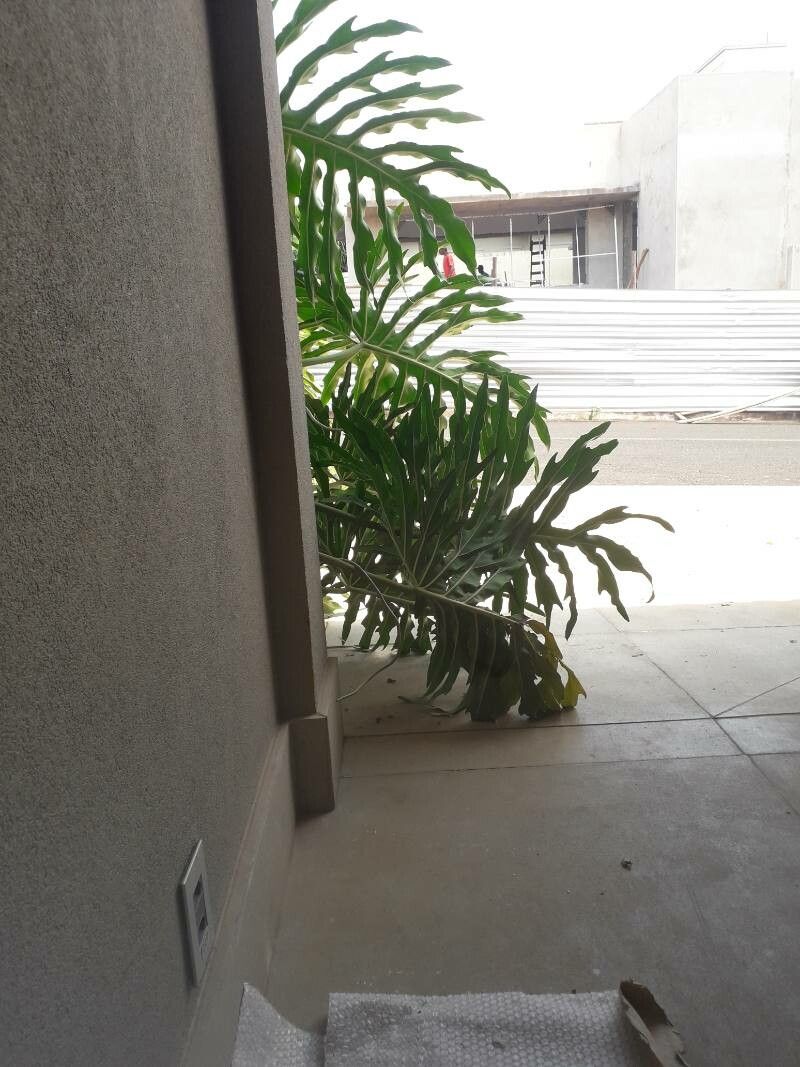 Philodendron mayoi leaf