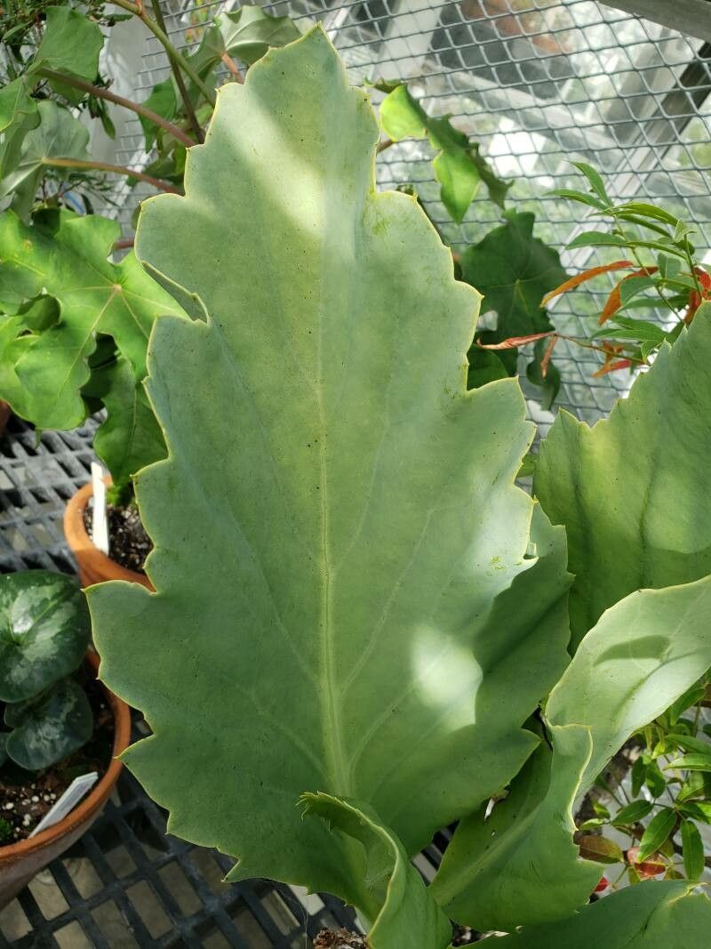 Cyphostemma bainesii — search result for 'Namibia'