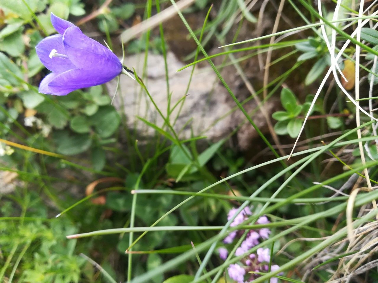 Campanula scheuchzeri flower