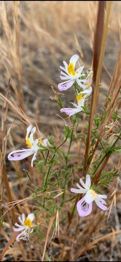 Schizanthus tricolor flower