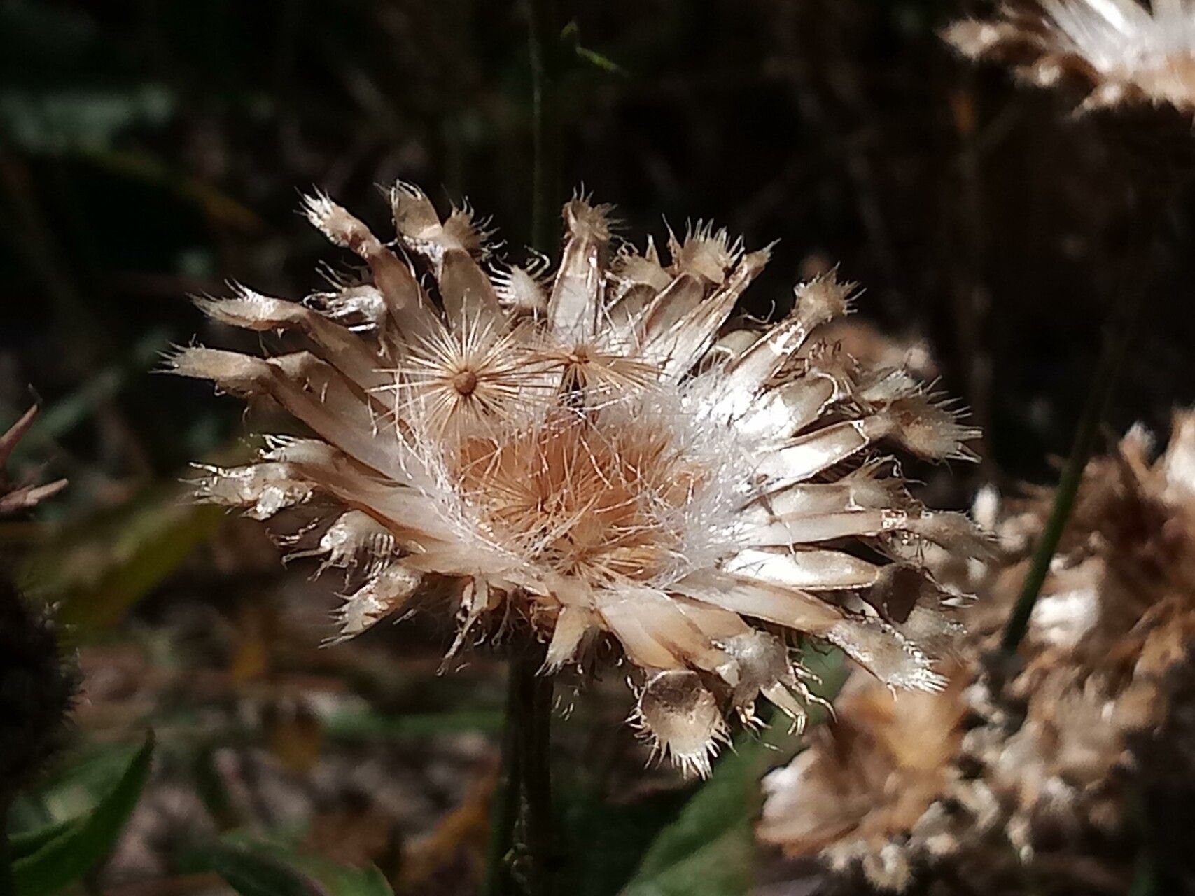Centaurea tenorei flower