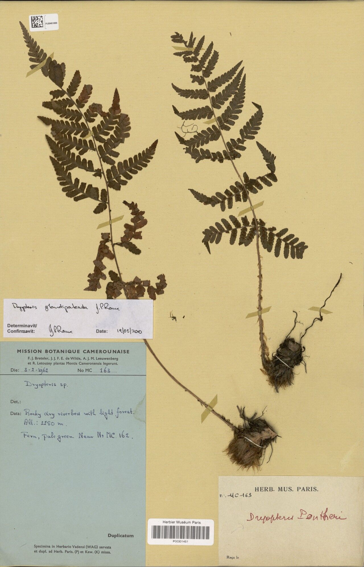Dryopteris glandulosopaleata — search result for 'Dryopteris'