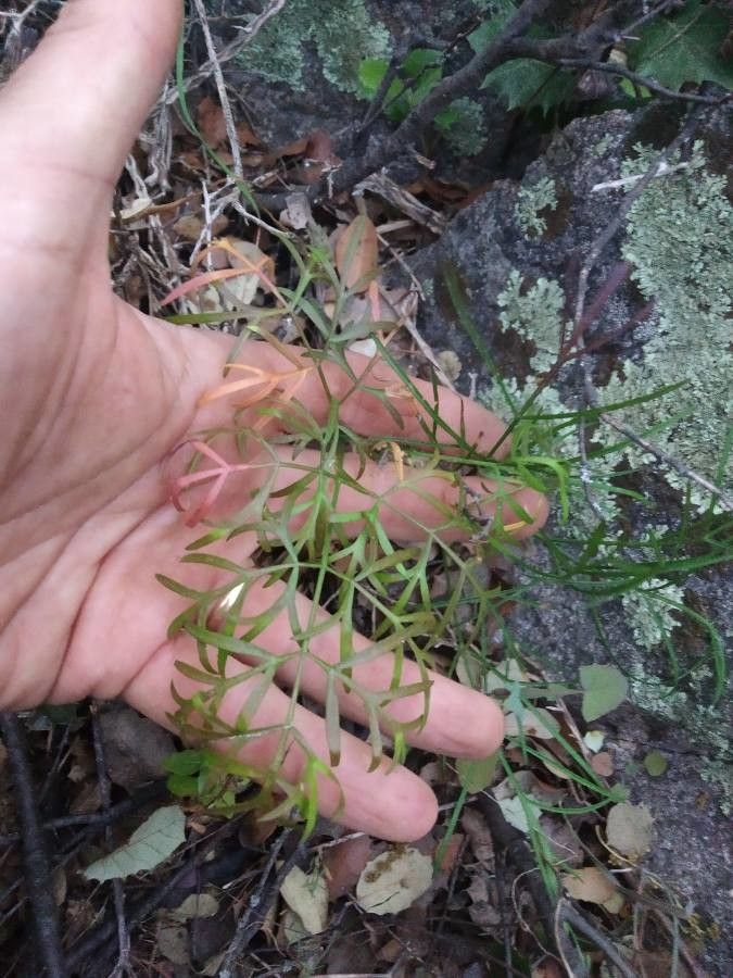 Conopodium capillifolium — related species from the same genus