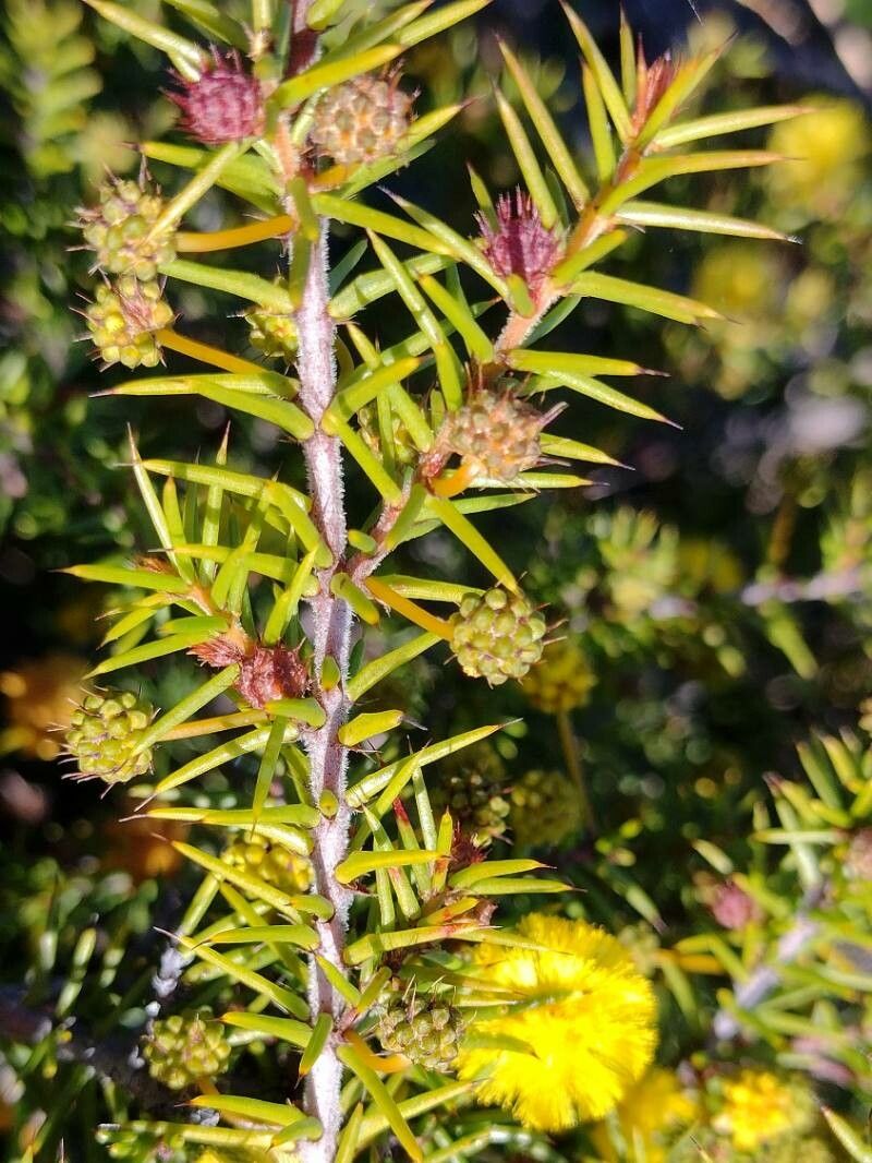 Acacia echinula — houseplant care guide