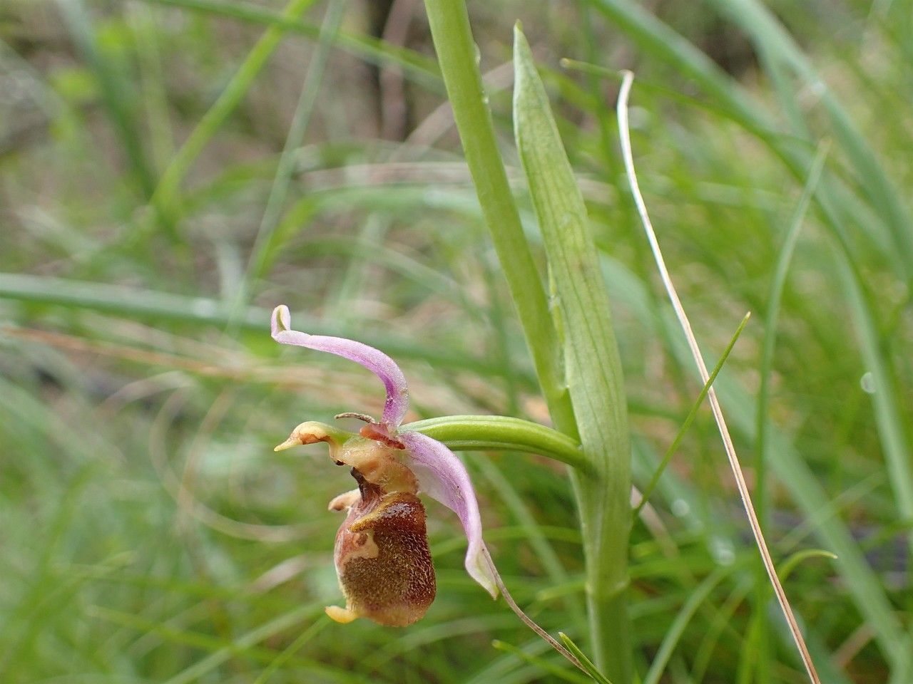Ophrys fuciflora fruit