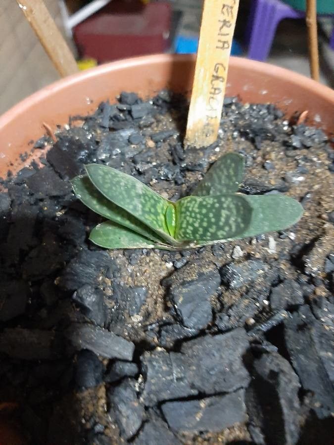 Gasteria pillansii bark