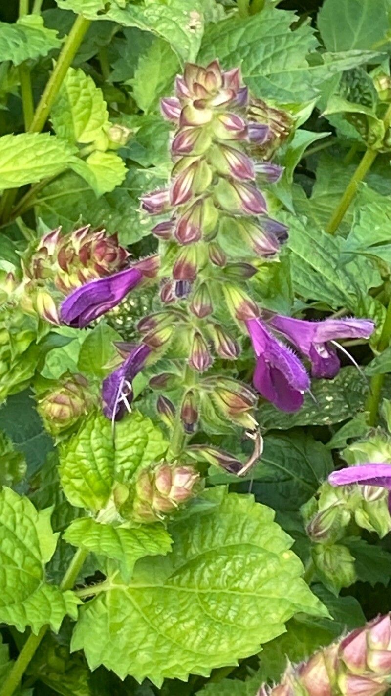 Salvia glabrescens flower
