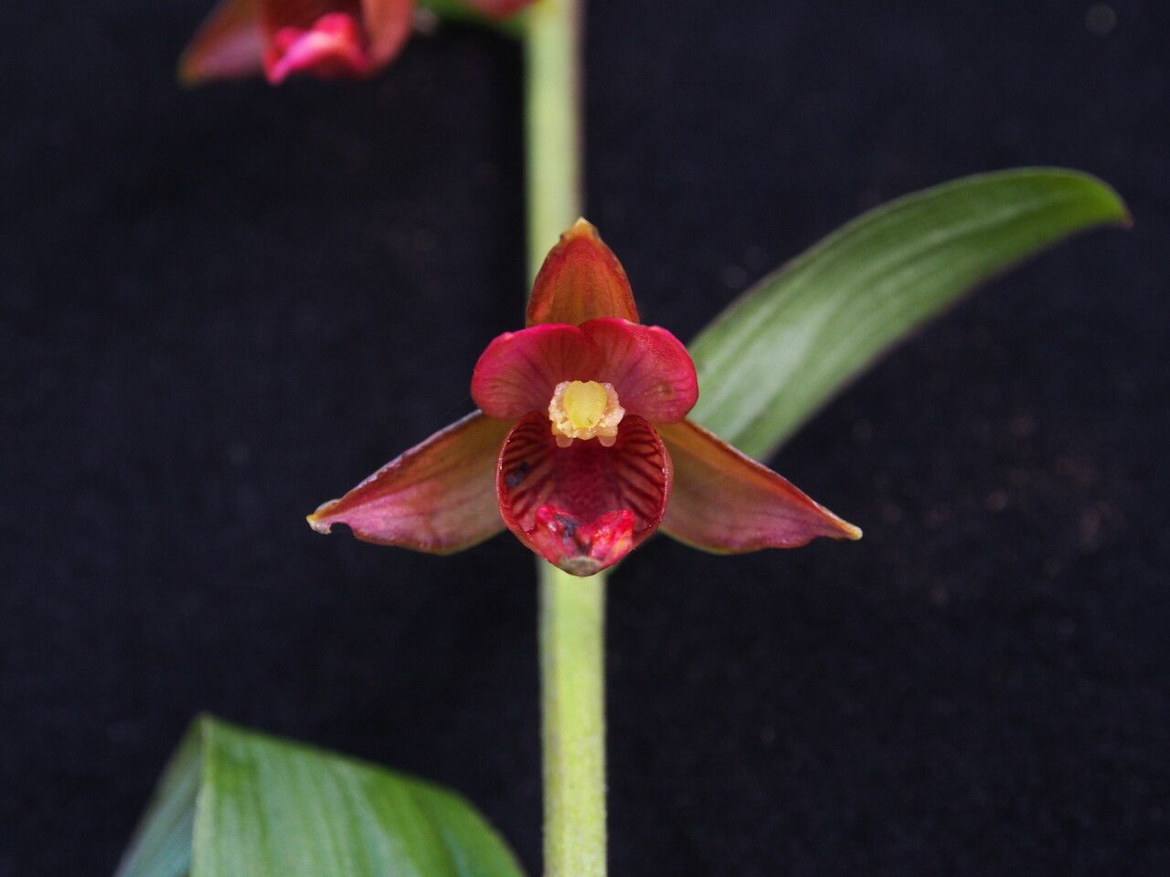 Epipactis royleana — search result for 'Epipactis'