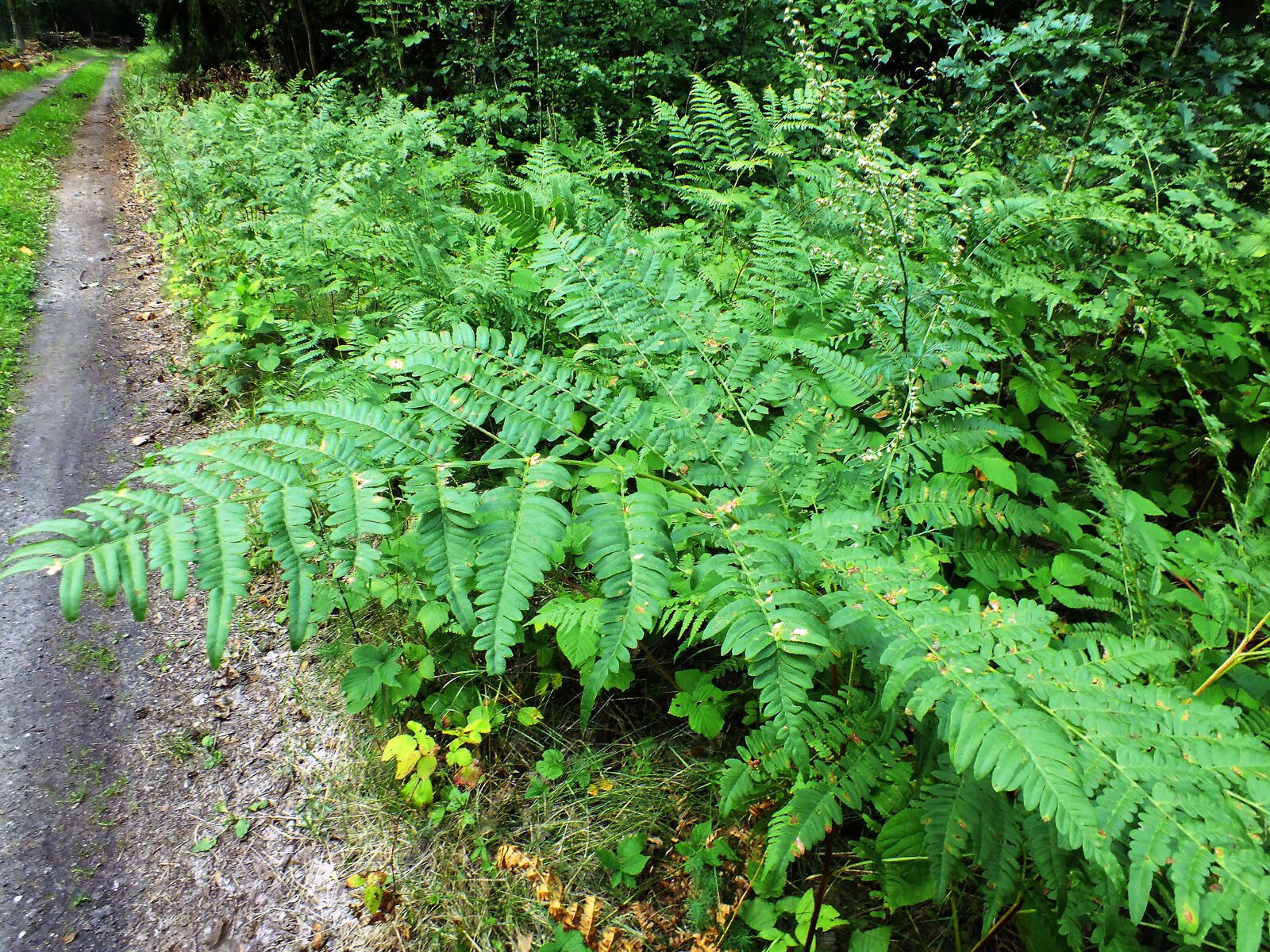 Dryopteris goldiana leaf