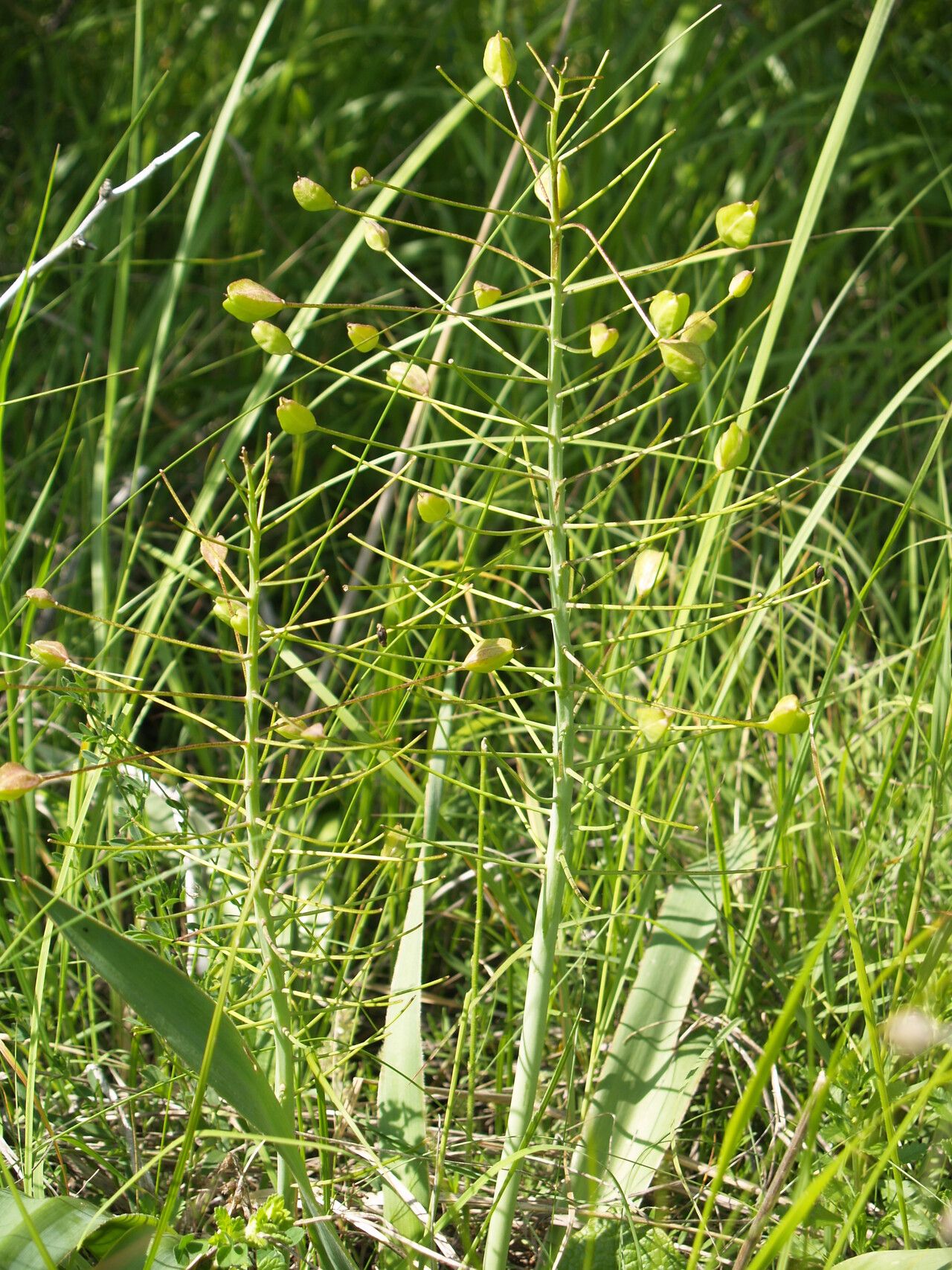 Bellevalia speciosa fruit