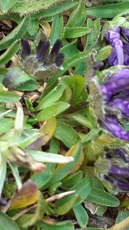 Phyteuma globulariifolium leaf