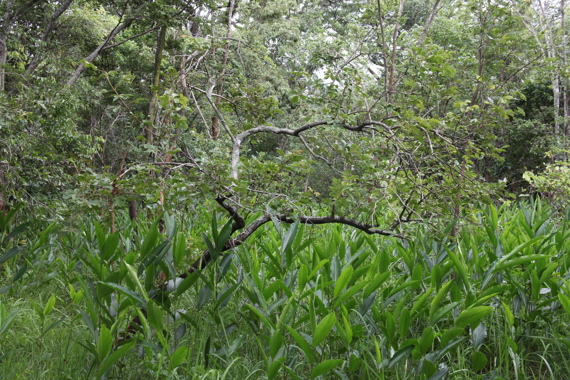 Vitex mombassae habit