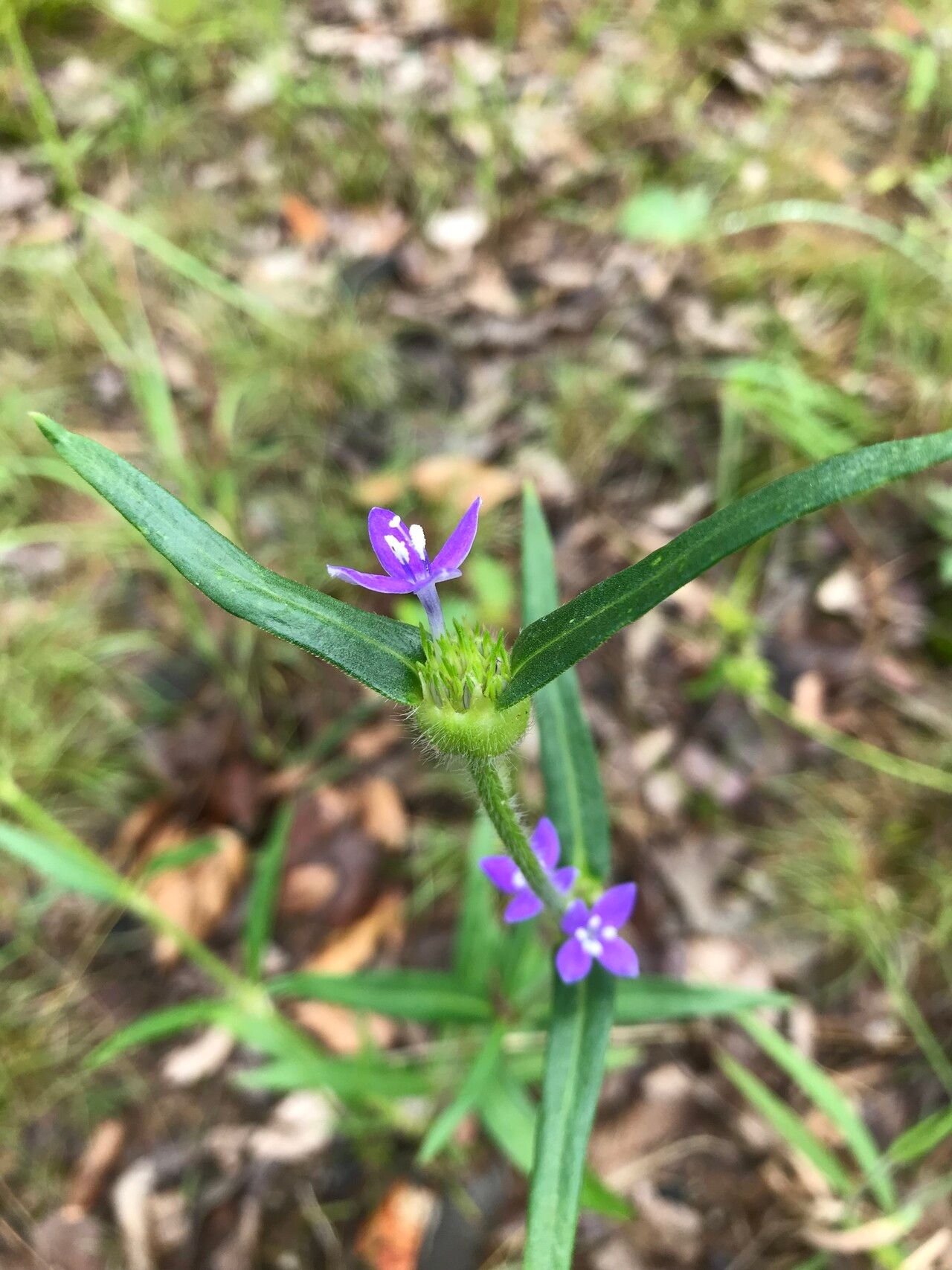 Spermacoce dibrachiata — houseplant care guide