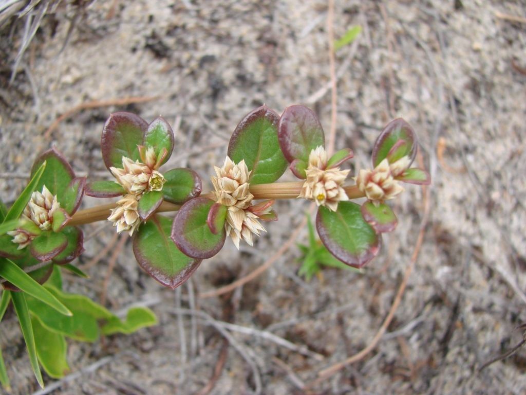 Alternanthera maritima habit