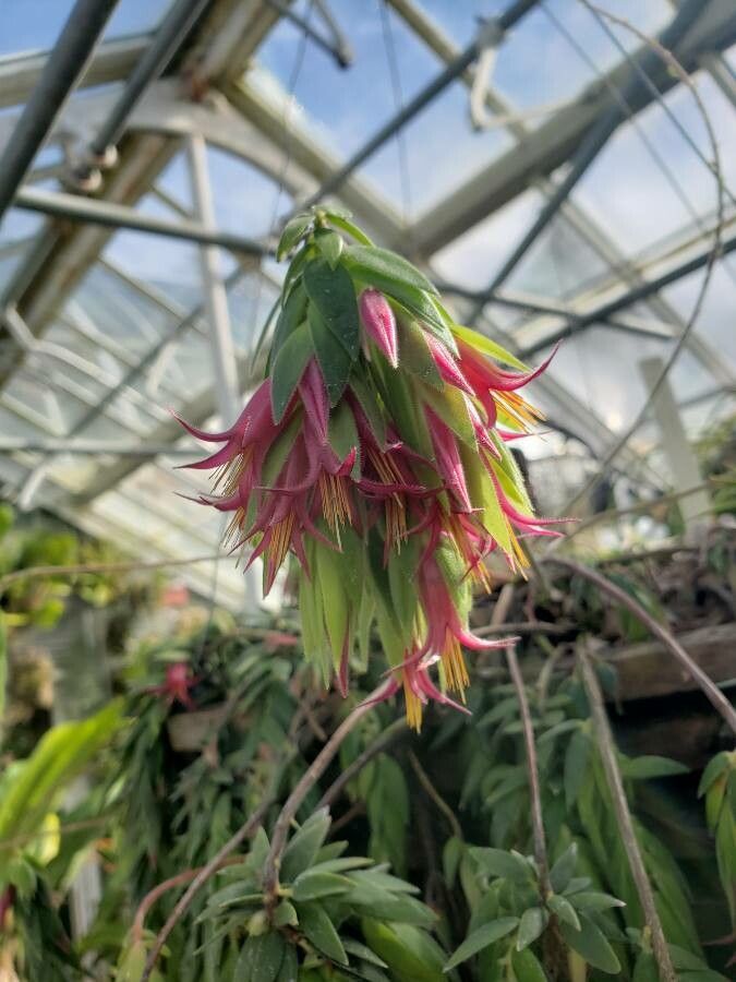 Ceratostema rauhii flower