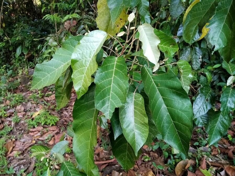 Croton schiedeanus — houseplant care guide