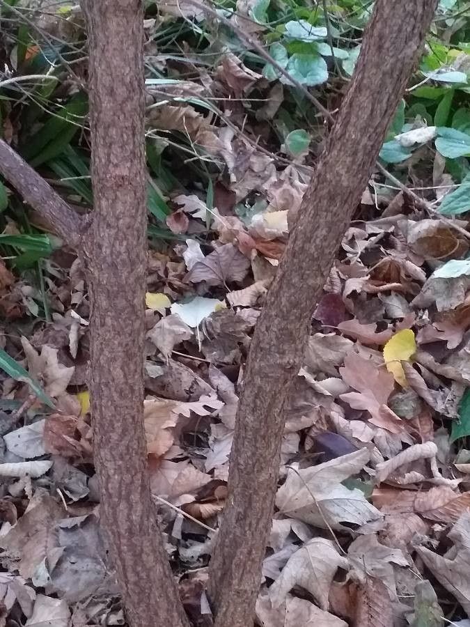 Zenobia pulverulenta bark