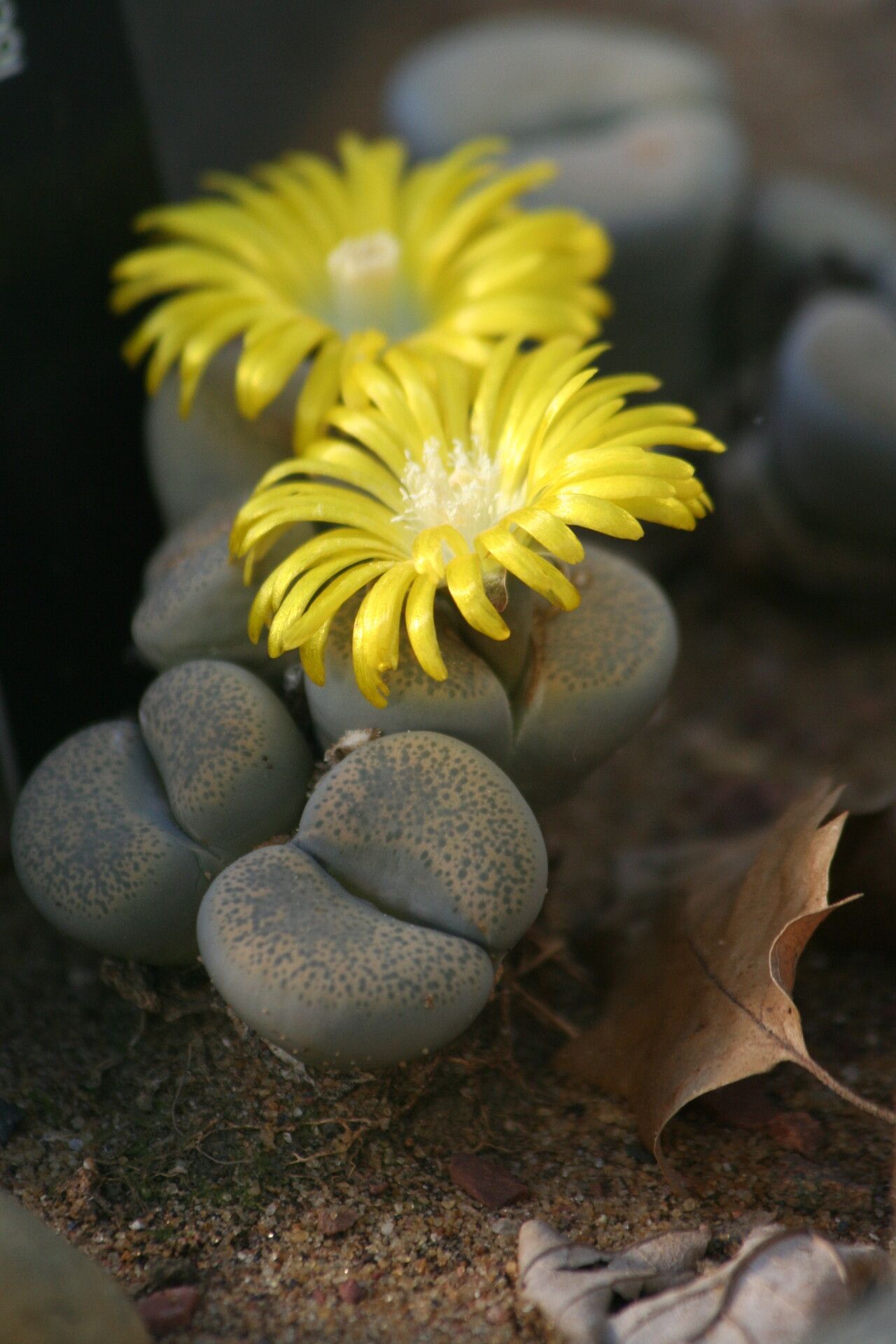 Lithops localis flower