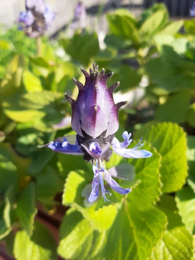 Coleus comosus flower