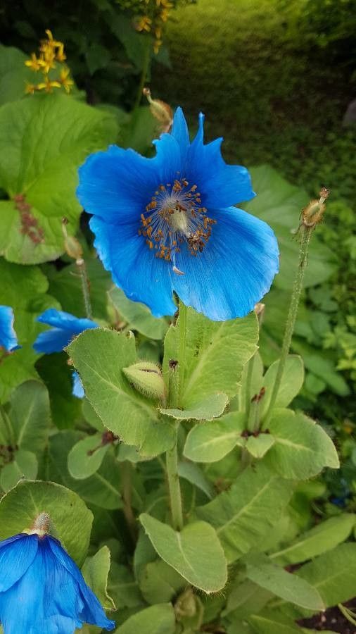 Meconopsis grandis flower