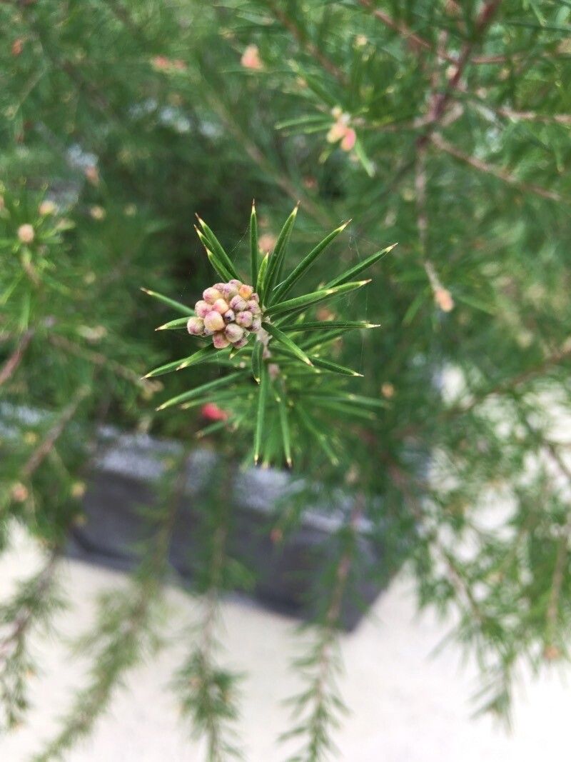 Grevillea juniperina fruit