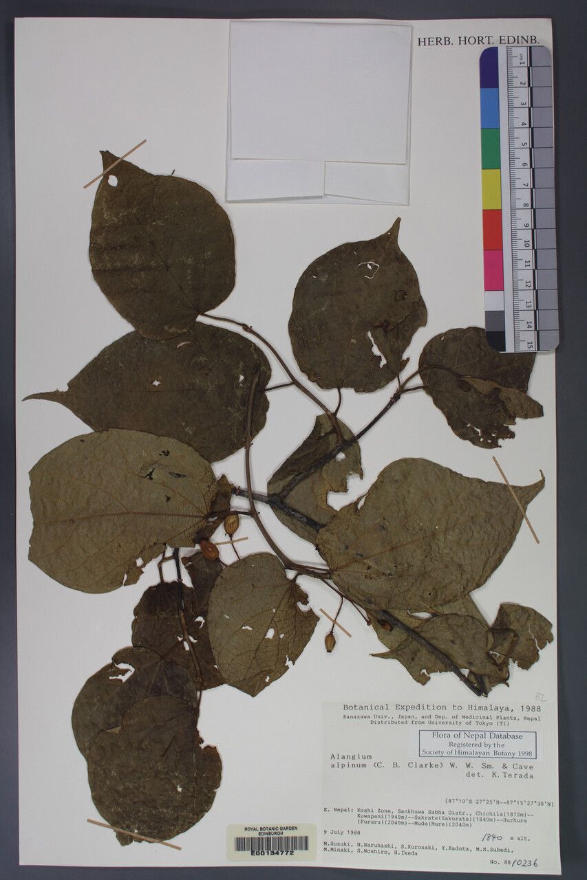 Alangium alpinum other