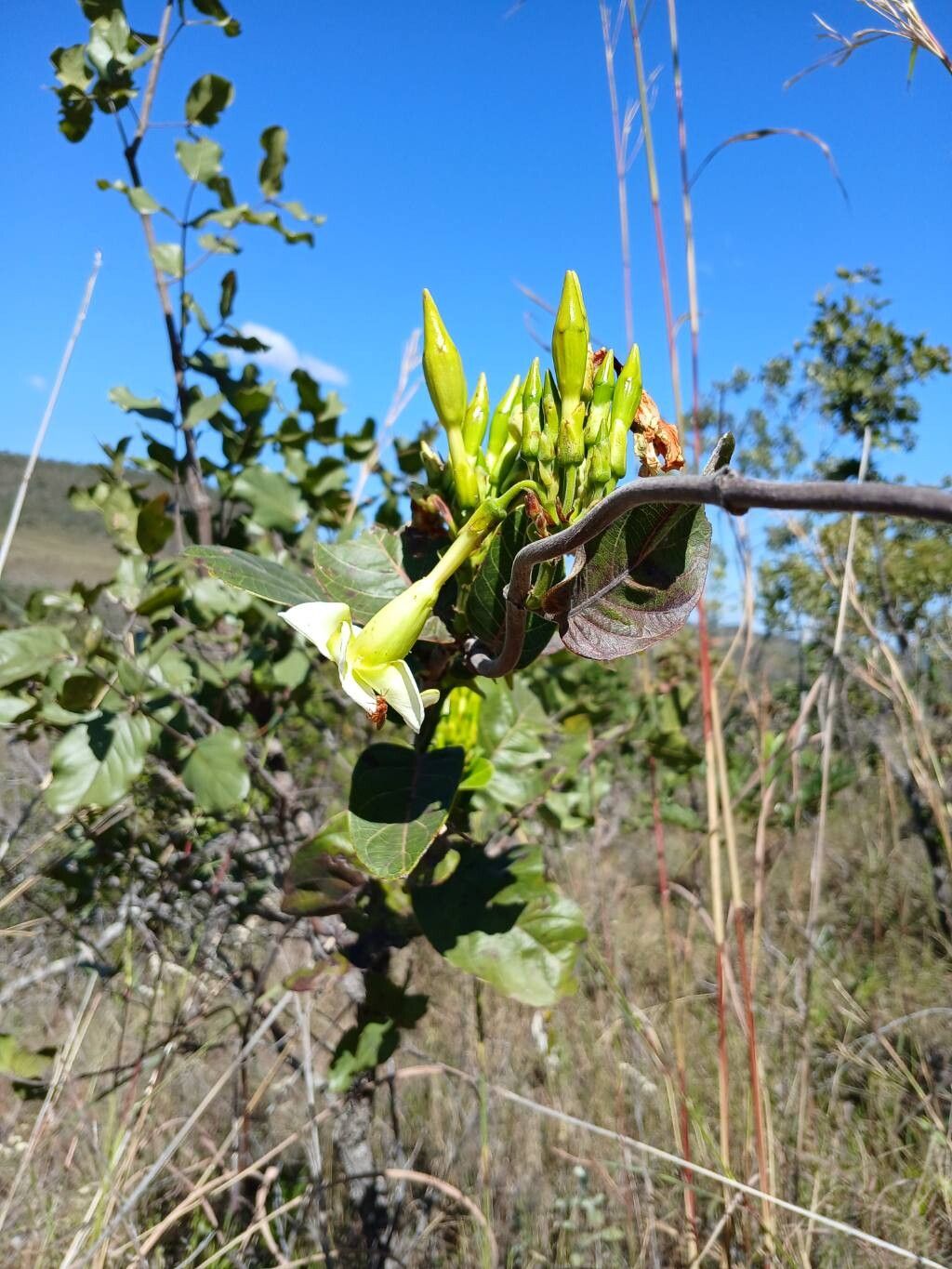 Mandevilla antennacea