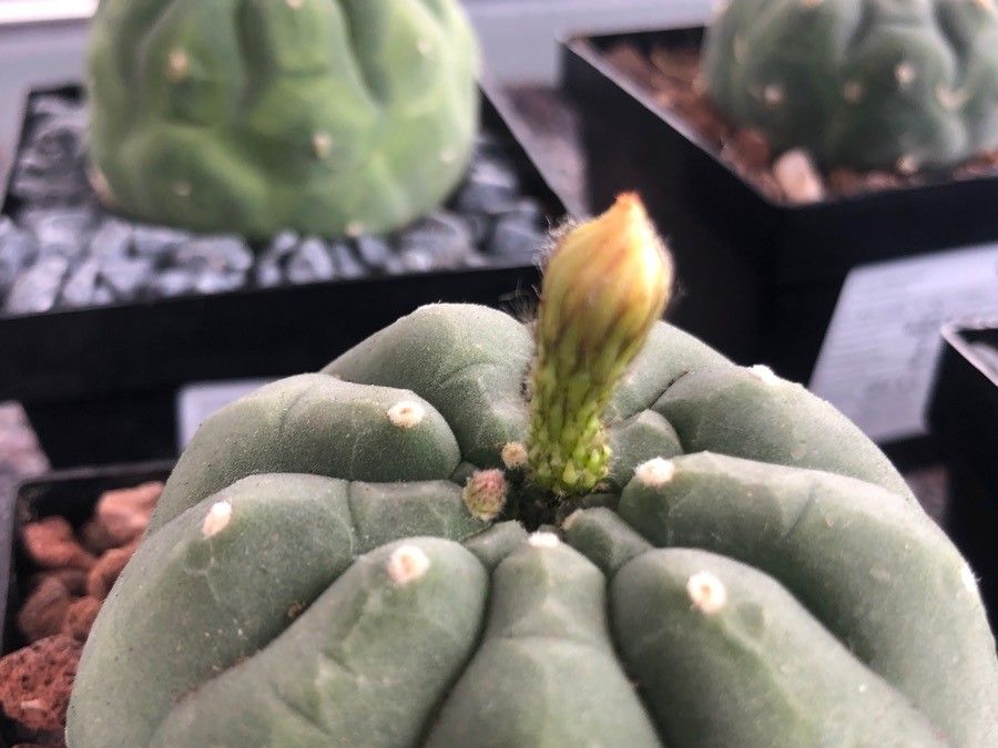 Matucana madisoniorum flower