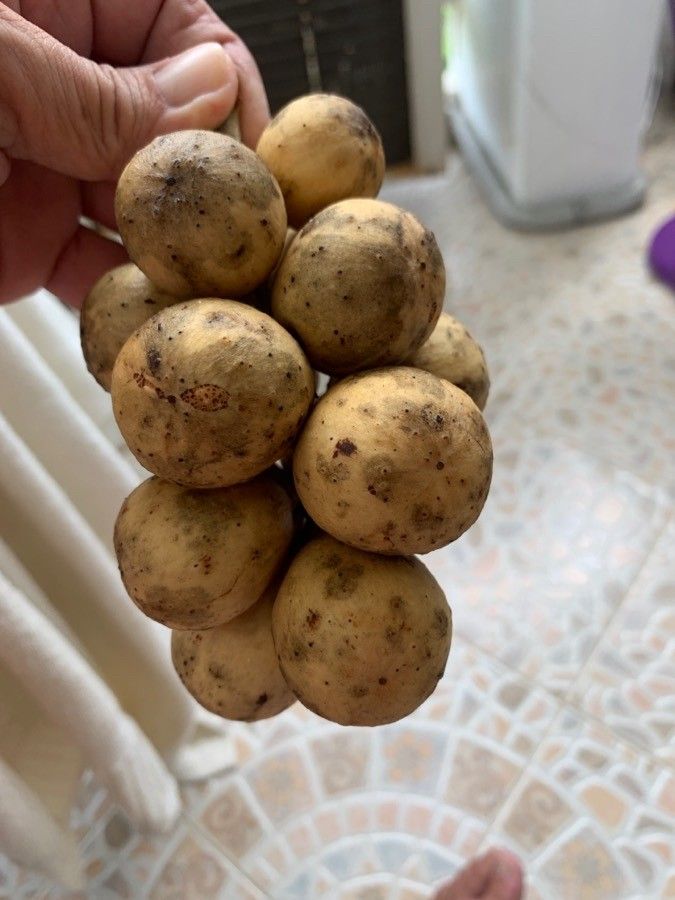 Baccaurea motleyana fruit