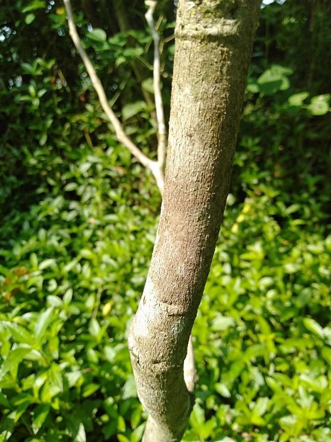 Dalbergia latifolia bark