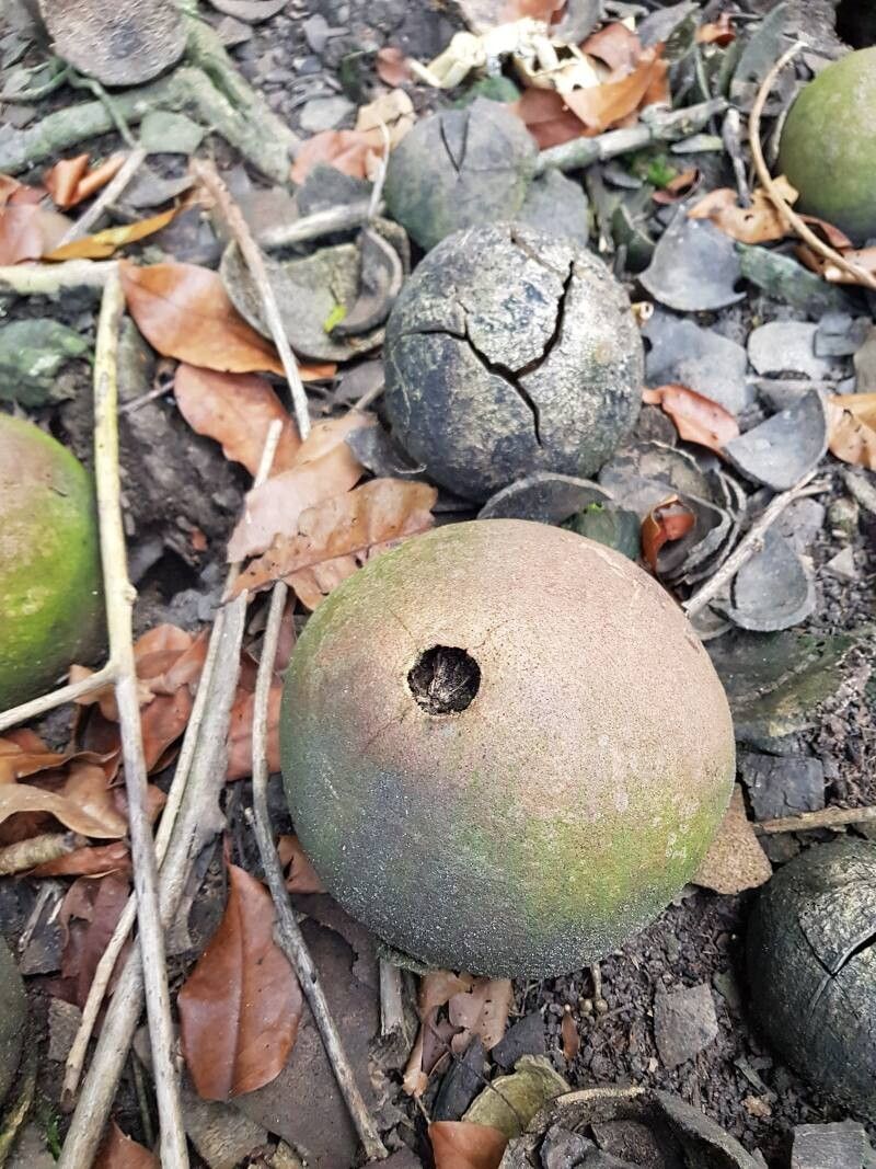 Couroupita nicaraguarensis fruit