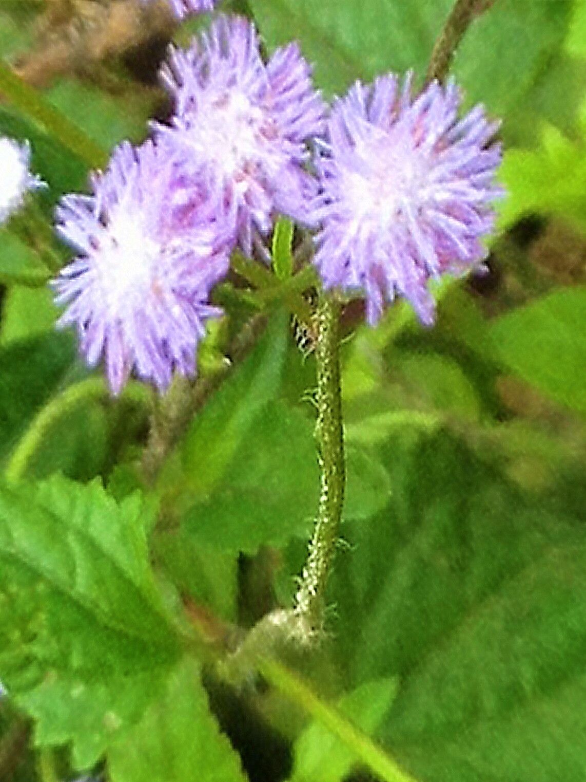 Ageratum gaumeri