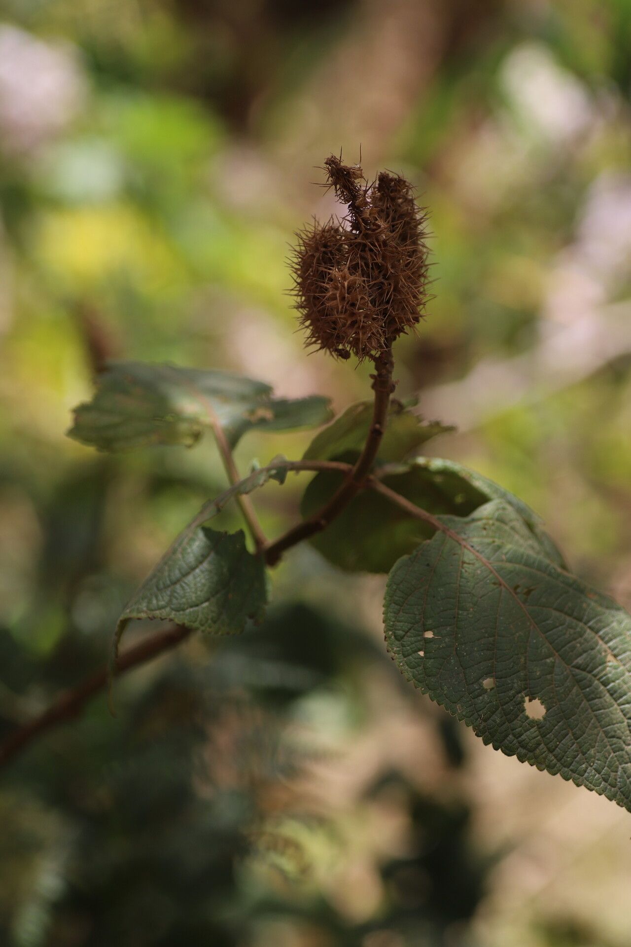 Coleus meyeri — houseplant care guide