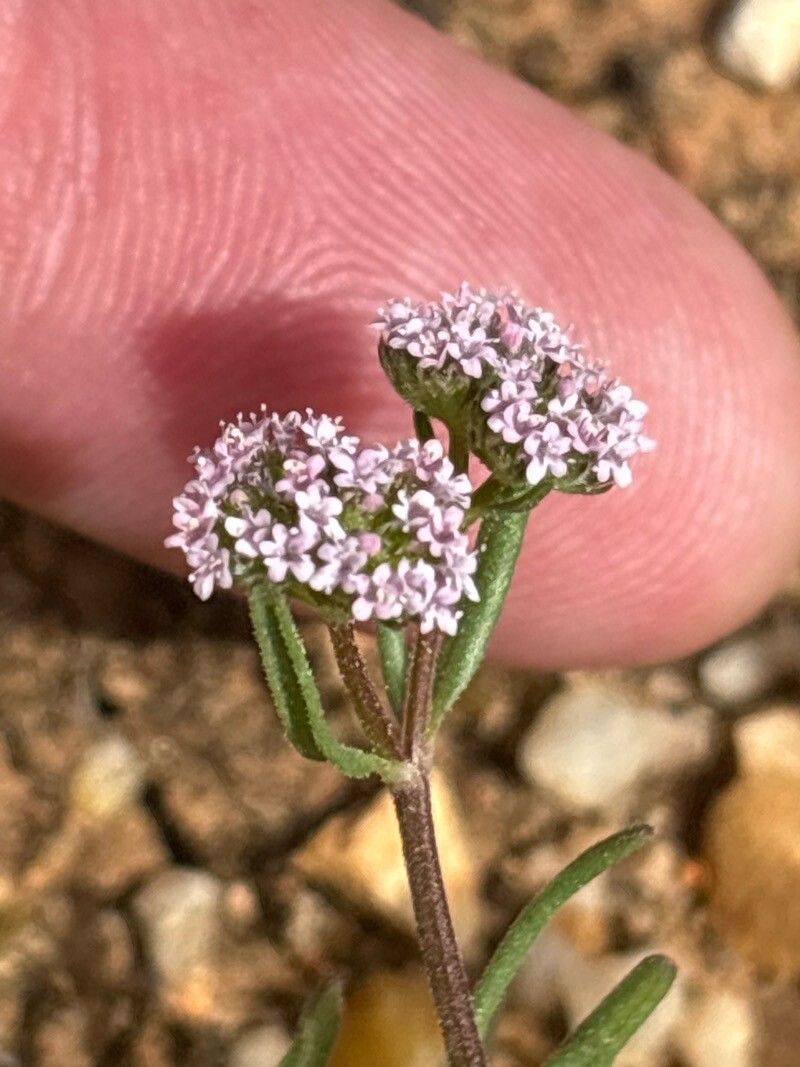 Valeriana coronata flower