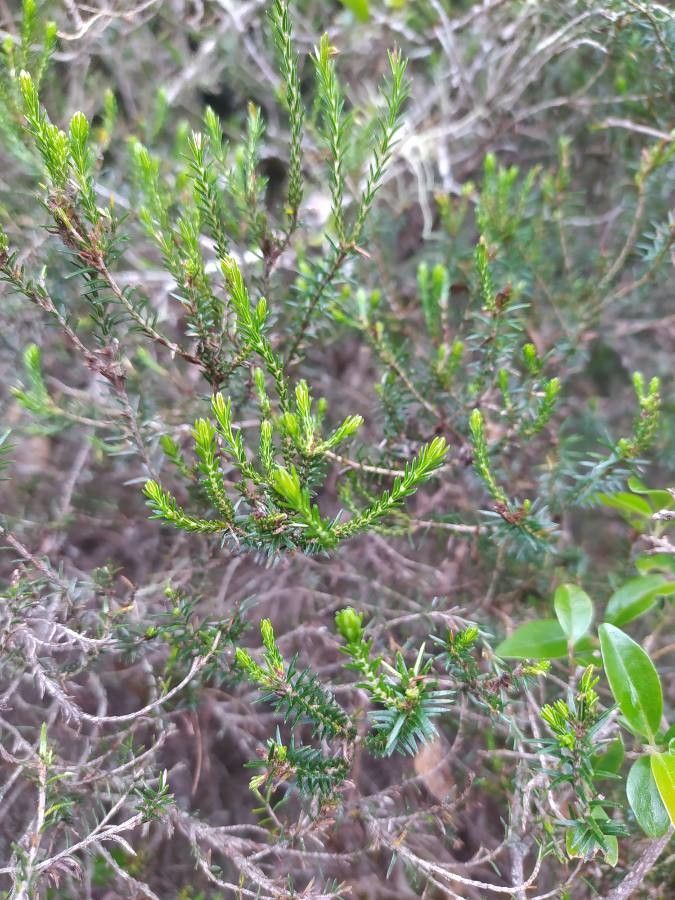 Erica reunionensis — search result for 'Erica'