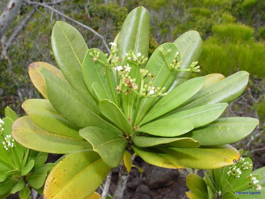 Rauvolfia sevenetii — search result for 'Rauvolfia'