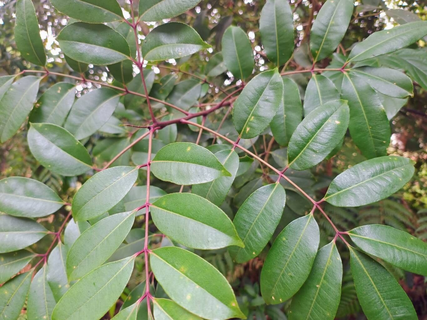 Zanthoxylum melanostictum leaf
