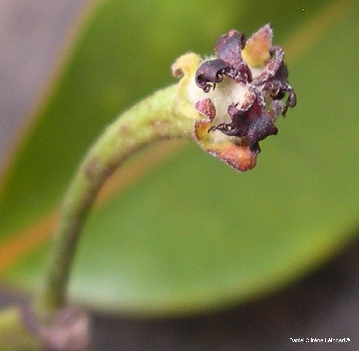 Myricanthe discolor fruit