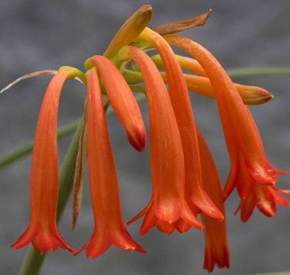 Cyrtanthus epiphyticus — related species from the same genus